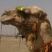 Steve's Trip to Saudi Arabia